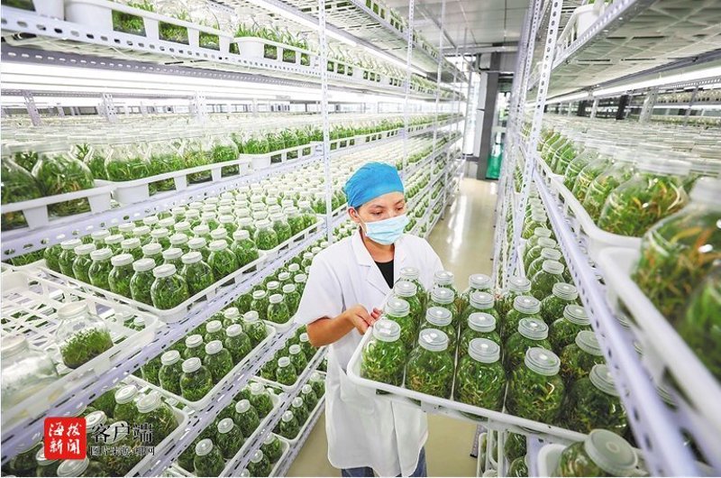 铁皮石斛选购全知道:怎样才能买到优质铁皮石斛?