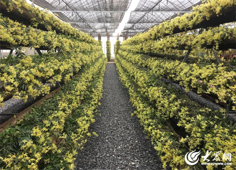 石斛种植:探索自然馈赠的绿色宝藏