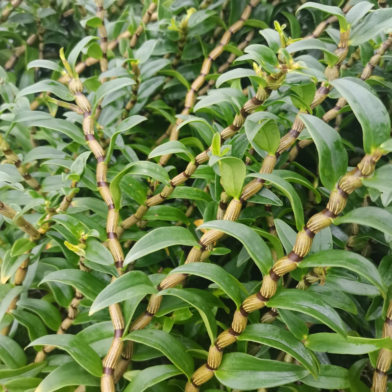 新鲜石斛