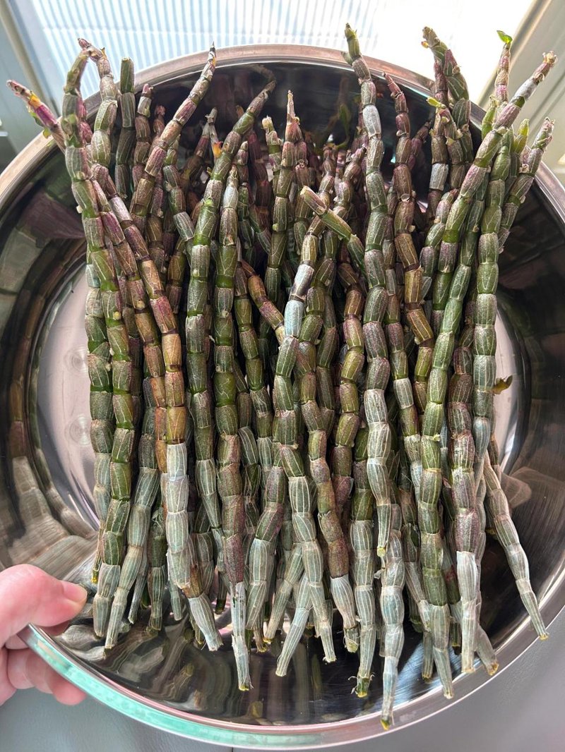石斛种植——探寻自然中的绿色瑰宝