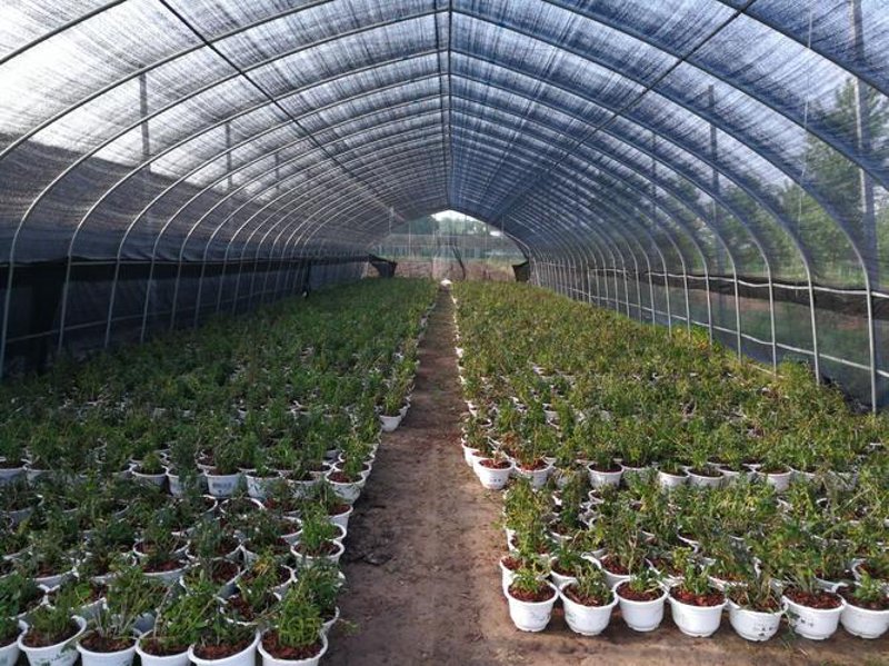 石斛切片:在现代生活中的应用与展望
