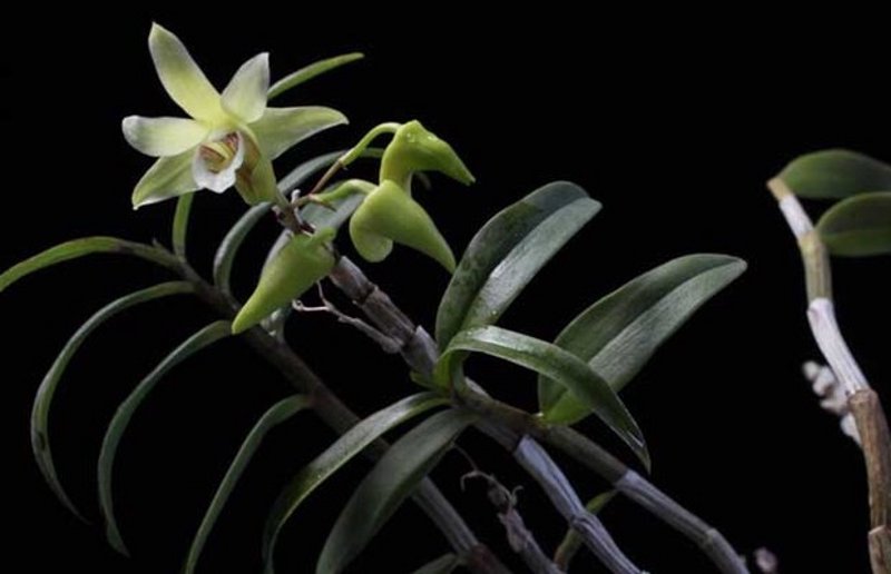 石斛花茶：自然之精华与现代生活的相遇
