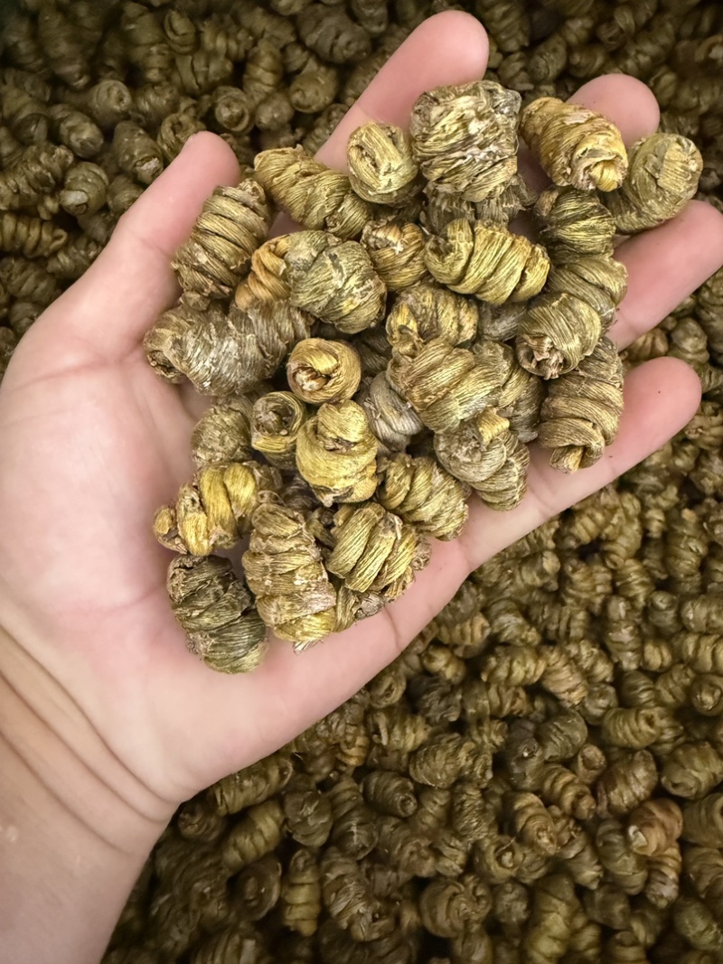 石斛种植——探寻自然中的绿色瑰宝